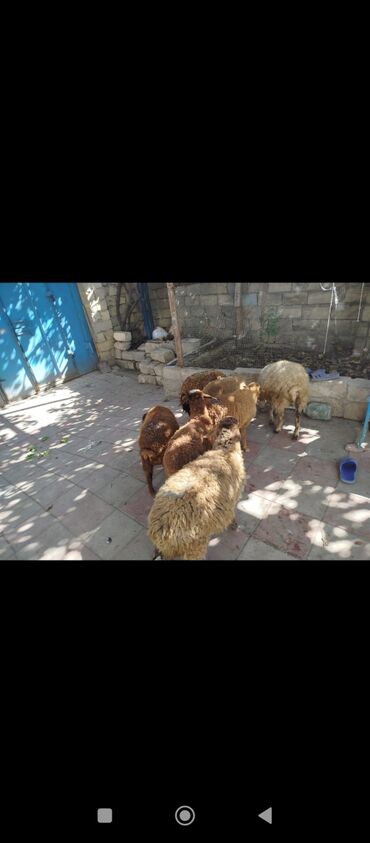 Gəmiricilər: Quzu, Dişi, Qala, ay: 3, 1 kq, Damazlıq, Ünvandan götürmə