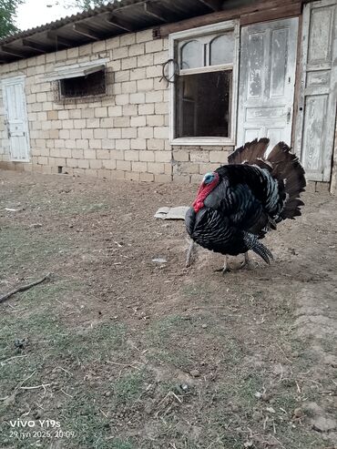 Hinduşka: Erkək, Kanada, Amerika, Yumurtalıq, Ünvandan götürmə, Ödənişli çatdırılma — 7