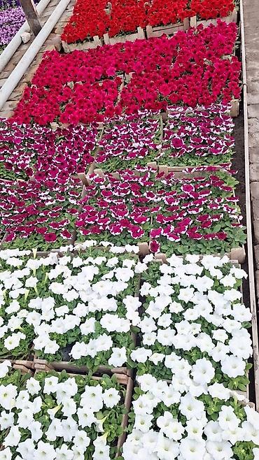 Другие садовые цветы и кустарники: Только оптом.По штучно не звонить.Рассада однолетних цветов для клумб — 7