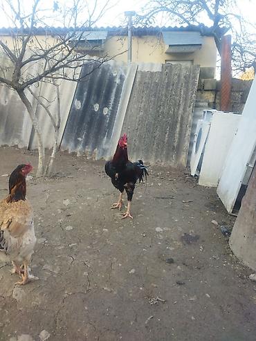 alman kurdu iti: Qırmızı xoruz 3 yaş yarım. damazlıq. bu biri balaca qırmızı iyun — 6