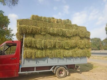 бык оптом: Сено в тюках - Прессованные прямоугольные тюки, аккуратная увязка