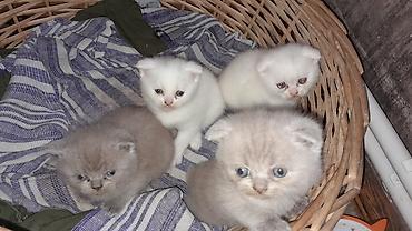 Pişiklər: Şotland — 2