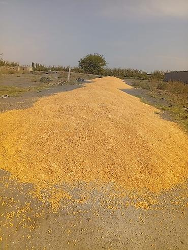 шрот соевый: Кукуруза (зерно), россыпью - Тип: сухое зерно кукурузы, желтое — 1