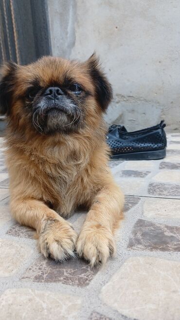 pekines itleri qiymeti: Пекинес, 9 лет, Самец, С прививками, Самовывоз