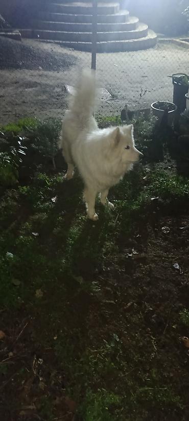 qiz ucun toy donlari: Samoyed, 11 ay, Erkək, Peyvəndli — 3