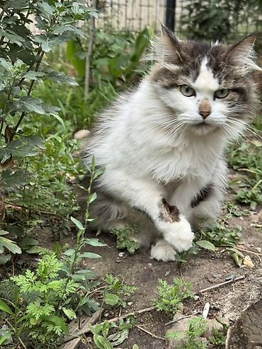 Находка и пропажа кошек: Кошка даром: Беспородная, 2 года, Девочка, Кастрирована, Метис, Приучена к лотку — 5
