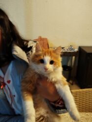 İtlər: Meyn-kun, Erkək, Yaxşı əllərə, Ünvandan götürmə