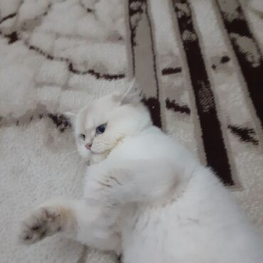 где продаются кошки: Şinşilla, Erkək, Cütləşmə üçün, Ünvandan götürmə