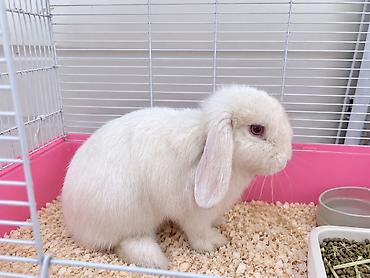 Продаю Кролик
С клеткой