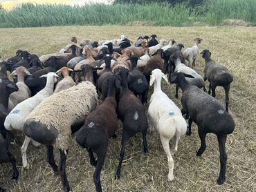 Бараны, овцы: Продаю | Овца (самка), Баран (самец) | Гиссарская, Эдильбаевская | На забой | Кастрированные, Осеменитель, Ярка
