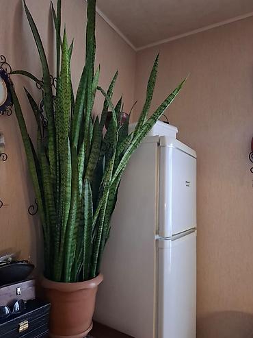 ev bitkisi: Sansevieria 
 Сансиверия . 1,5 метра — 1