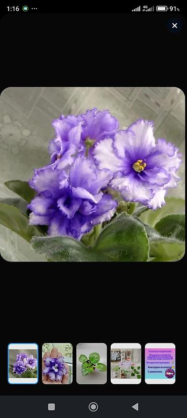 Фиалки и глоксинии: Продаю стартеры взрослые сортовые фиалки 🌺🌿🌺. Цены 200-250-350сом — 19