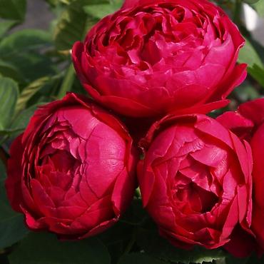 Другие садовые цветы и кустарники: Предлагаем саженцы роз разного возрастаплетистые,кустовые,цены — 15