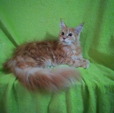 Продажа кошек: Мейн-кун, 2 месяца, Девочка, Черепаховый, Приучена к лотку, Проглистована, С документами at lalafo.kg — 7 Продажа кошек: Мейн-кун, 2 месяца, Девочка, Черепаховый, Приучена к лотку, Проглистована, С документами — 7