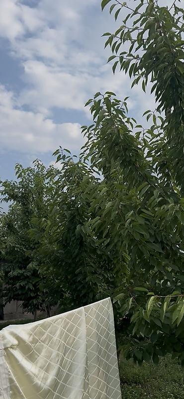 Продажа участков: 8 соток, Для строительства, Красная книга at lalafo.kg — 8 Продажа участков: 8 соток, Для строительства, Красная книга — 8