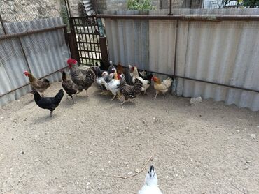 Inəklər, öküzlər: Toyuq, Yumurtalıq, Ödənişli çatdırılma