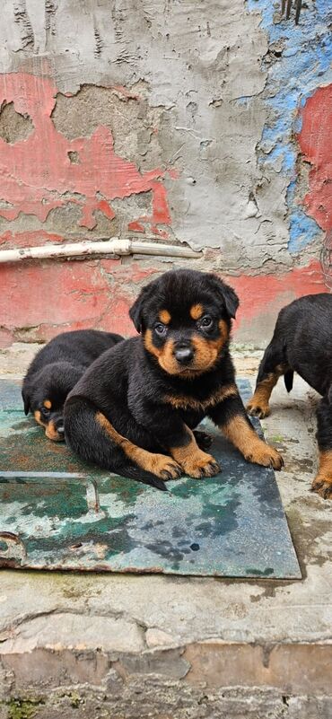 balaca: Rotveyler, 1 ay, Erkek, Peyvəndli, Ünvandan götürmə