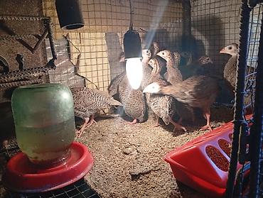 кошка жалал абад: Продаю месячных цесорят домашние — 4