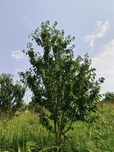 Çəngəllər: Gənc meyvə ağacı, bağçanız üçün uzunmüddətli və davamlı bir