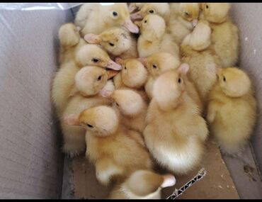 домик для собаки: Kuban ordekleri satilir