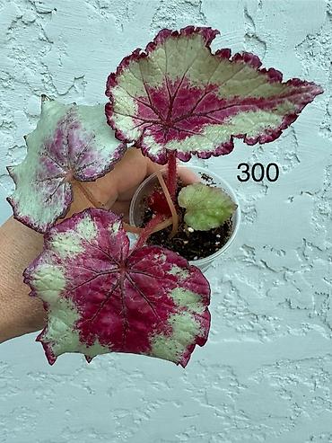 пальмы цена: Продаю бегонии. Цены 300-600 сом Район восточ.Автовокзала или в будние — 5