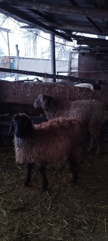 Бараны, овцы: Продаю | Баран (самец) | Для разведения | Осеменитель at lalafo.kg — 12 Бараны, овцы: Продаю | Баран (самец) | Для разведения | Осеменитель — 12