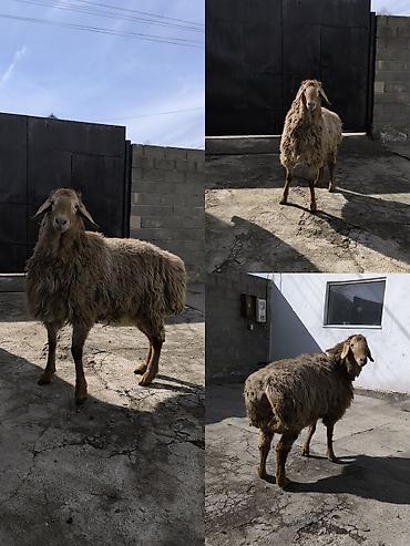 Баран, овца: Продаю | Ягненок | Арашан | Для разведения | Племенные — 9