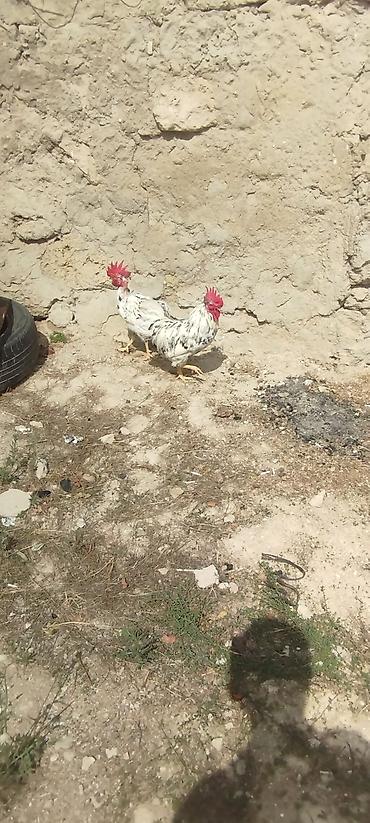 Məhsul: 2 ədəd xoruz Təsvir: - Rəng: ağ fon üzərində qara ləkələr