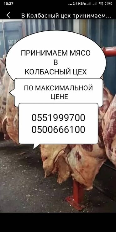 Куплю с/х животных: В колбасный цех Принимаем дорого Коров быков телок и лошадей А также