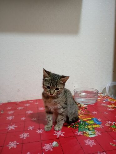 Pişiklər: Yaxşı əllərə — 5