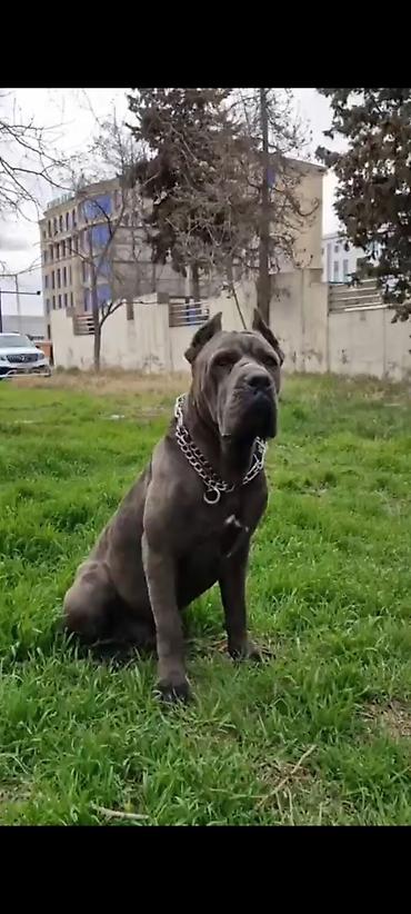 İtlər: Kane-Korso, 1 ay, Erkək, Peyvəndli, Ünvandan götürmə — 1