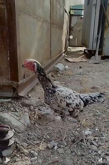 un qurdu satilir: Səməni rəng çalarlarında, uzun ayaqlı, incə quruluşlu döyüş tipli — 1