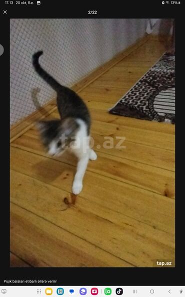 Pişiklər: Yaxşı əllərə — 19