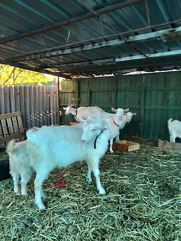 Козы, козлы: Продаю | Коза (самка), Козёл (самец), Козлёнок | Зааненская, Битал | Для разведения, Для молока | Племенные, Котные, Осеменитель — 8