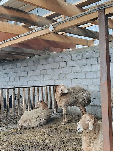 Баран, овца: Продаю | Овца (самка) | Для разведения | Матка — 5