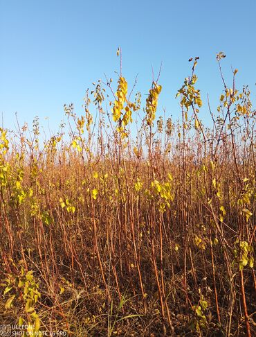Şitillər: Meyvə tingləri satışdadır və sağlam zəmanətli sifariş verə bilərsiz -da lalafo.az — 4 Şitillər: Meyvə tingləri satışdadır və sağlam zəmanətli sifariş verə bilərsiz — 4