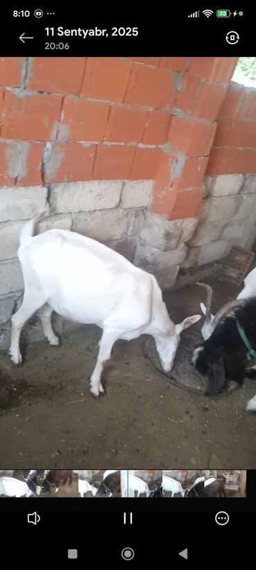 Keçi, çəpiş: Məhsul: Südlük keçilər Təsvir: - Şəkillərdə bir neçə baş keçi — 10