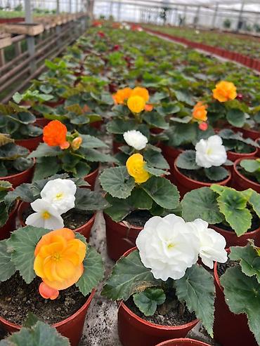 Садовые цветы и кустарники: Рассада цветка — 11