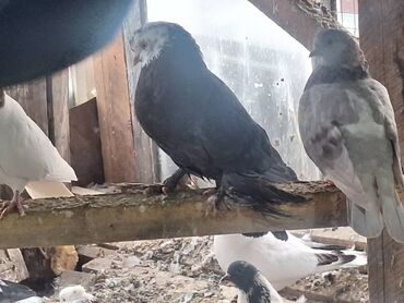 Птицы: Породистые декоративные голуби (разные масти и типы оперения) — 8