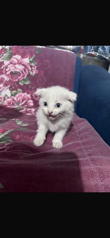 котят ош: Котёнок ищет любящую семью Продаётся красивый белоснежный шотландский — 2