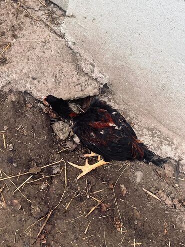 Toyuqlar: Toyuq, Damazlıq — 8