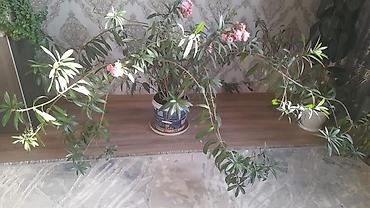 алоэ цветок: Олеандр комнатный, крупный куст в горшке. - Вид: Nerium oleander с — 1