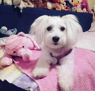 Psi: Na prodaju stenci mesanci maltezera i patuljastog spica sa odlicnom — 3