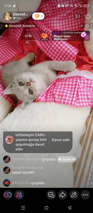 ağ pişik adları: Britan, Dişi, Yaxşı əllərə