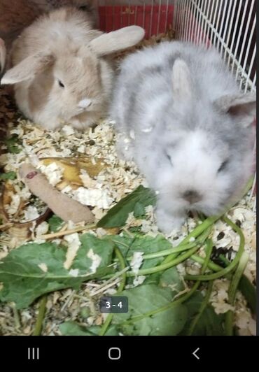 купить кролика бишкек: Продаю двух декоративных кроликов, самец и самка, ещё продаю двух