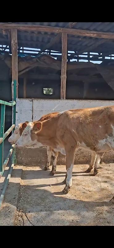rəngli daslar: Məhsul: Dana/buzağılar Təsvir: - Şəkillərdə bir neçə ətlik — 9