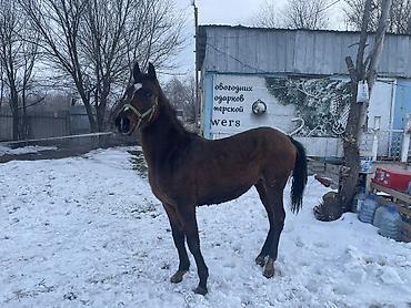 Лошади, кони: Продаю | Жеребец | Для разведения — 3