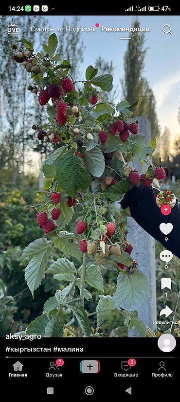 Помидоры: Помидоры Сливки — 10