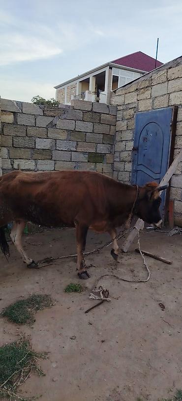 i̇nek: Bogaz inek 5 aylıq bogazdıgna 100 fayiz qarati verlir gel yoxlad apar — 1