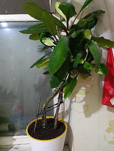 молочай цветок: Комнатное растение — молочай (Euphorbia leuconeura / молочай — 1
